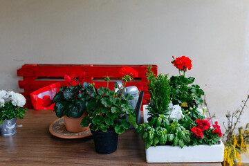 table with different flowers in pots ready for planting