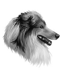 Scotch collie pet with long fur, furry domestic animal sticking out tongue pet hand drawn portrait. Graphic clip art design of canine purebred breed