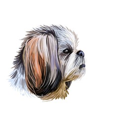 Shih Tzu lap dog toy pet digital art. Small Chrysanthemum breed watercolor portrait closeup, hand drawn muzzle of canine originated from China