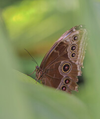 Fototapeta premium Blue morpho butterfly closeup into nature between leaves at summer