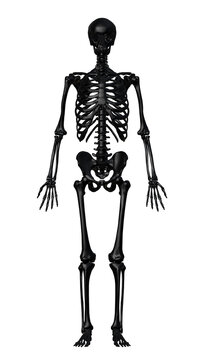 3d rendered medically accurate illustration of a human skeleton. Isolated on transparent background. 3D illustration.