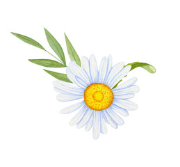 Watercolor chamomile flowers on a white background. Decorative element for a greeting card. Watercolor daisy flowers