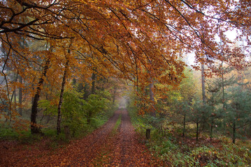 Herbstwald im westlichen Münsterland