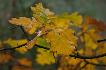 Herbstwald im westlichen Münsterland