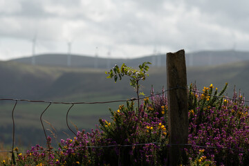 Wind turbines in the green hills in Ireland. Irish rural landscape. 