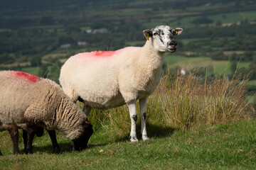 Sheeps in green fields of Ireland. Irish nature landscape.