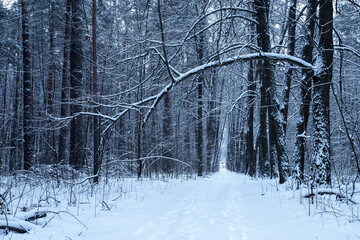 Frosty winter landscape in a snowy forest.