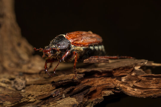 Cockchafer insect, melolontha melolontha on wood root with black background. Animail wildlife photo
