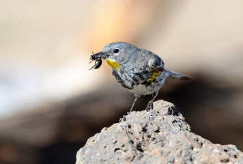 Yellow-rumped Warbler - Male.  With a bug in its beak