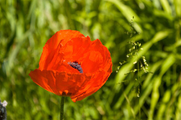 Bright red, with a dark center decorative poppy flower on a blurred background of summer greenery.