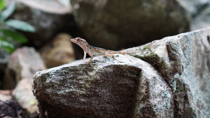 Island Gecko