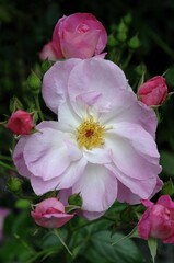 Rosenblüte im Münsterland