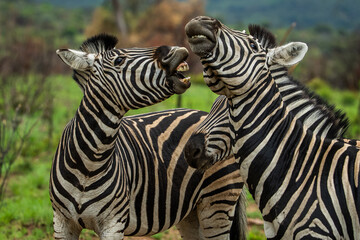 Fototapeta na wymiar Plains zebras playing with each other