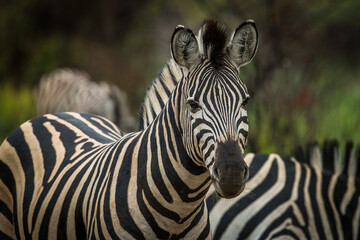 Close up of a zebra among the herd