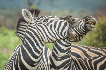 Fototapeta na wymiar Plains zebras playing with each other