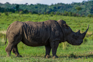 Black rhino in the bush