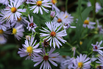 Aster flowers
