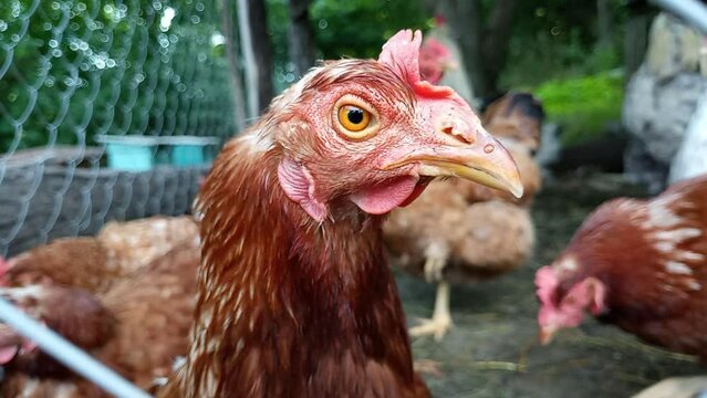 A curious red chicken looking into the frame with a blurred background. Stock video with rural poultry. Stock housekeeping video in full HD.