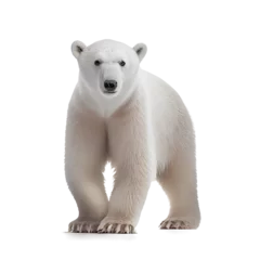 Foto op Canvas polar bear isolated on white background © PNG for U