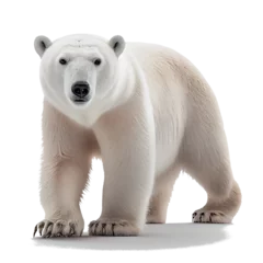 Foto op Canvas polar bear isolated on white © PNG for U