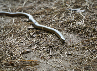 Slow worm (Anguis fragilis) sneaking on the ground in the forest trail.  