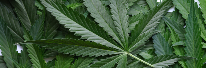 Many green leaves of narcotic cannabis plant background. Legal production of narcotic drugs concept