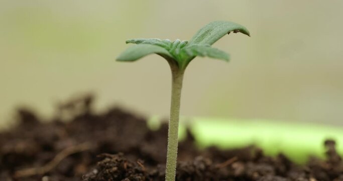Time lapse Green sprout sprouts and grows in ground. Small green sprout growing in pot closeup hyperlapse timelapse