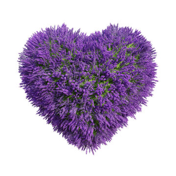Natural heart shape tree and lavender flowers with isolated on transparent background. PNG file, 3D rendering illustration, Clip art and cut out