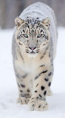 Discover the timeless beauty of a snow leopard as it gracefully walks through the pristine snow, exuding exacting precision. Experience the captivating allure of this majestic creature.