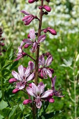 Close up of burning bush (dictamnus albus) flowers in bloom