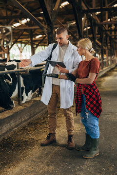 Vet and a cowgirl are examining cattle together in a barn.