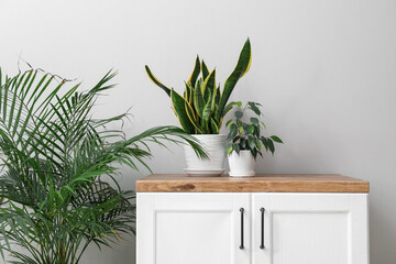 Counter with potted houseplants near light wall