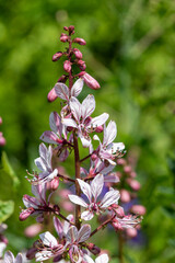 Close up of burning bush (dictamnus albus) flowers in bloom