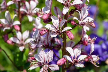 Obraz premium Close up of burning bush (dictamnus albus) flowers in bloom