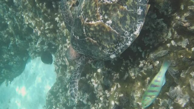 Vertical video. Close-up of sea turtle cruising in Indian Ocean. Wild marine animal in natural environment