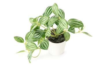 Artificial plant on white background
