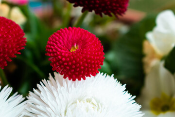 Red and white double daisies background