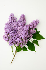 Beautiful purple lilac on a white background. Florist concept. Syringa vulgaris.Natural flower arrangement, top view.