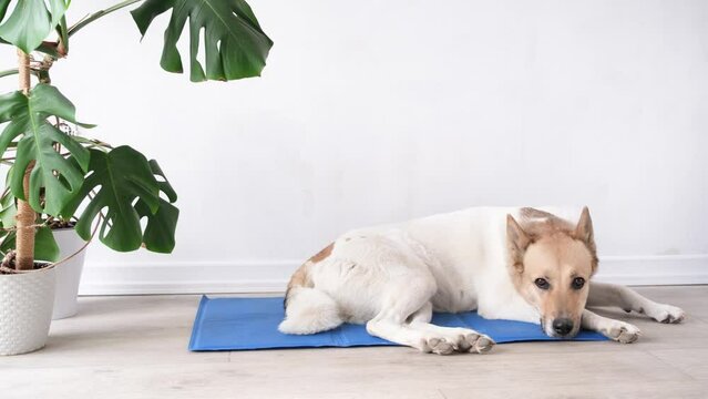 Pet care. Cute relaxed mixed breed dog lying on cool mat in hot day looking up, white wall background, summer heat. Copy space