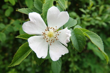 Bluete der Buschrose