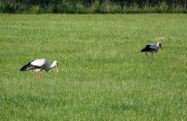Storch