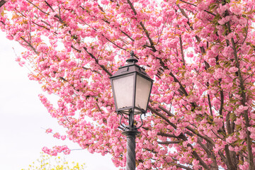 Pink cherry blossoms