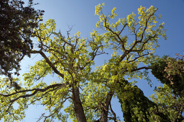 Tuscany - Between Passo Dei Pecorei and Greve In Chianti - Italy
