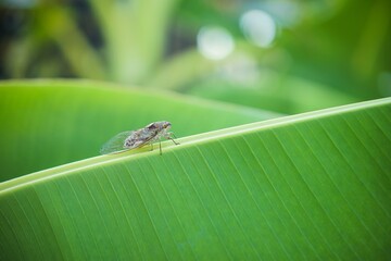 Close up of brown cicada insect on tropical green leaf. Brown cicada perched on natural green banana leaf in the tropics, cicada insect - obrazy, fototapety, plakaty