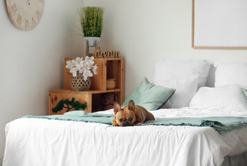 Cute French bulldog lying on bed at home
