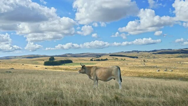 Vache dans la vall&eacute;e de l'Aubrac - Elevage bovin dans les p&acirc;turages (pr&eacute;s)
