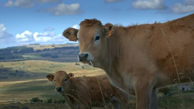 Vache de race dans la vall&eacute;e de l'Aubrac dans les p&acirc;turages (pr&eacute;s) - Ruminant / animaux bovin d'&eacute;levage