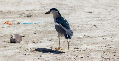 Photograph of a Black-crowned night heron on the shore.	