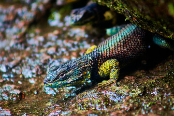 the crevice swift, metallic blue lizard family, sceloporus torquatus, or collared spiny lizard in mexiquillo durango forest 