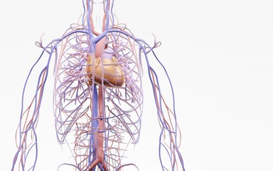 Human Circulatory System and Cardiovascular System are the heart, blood and blood vessels.3D illustration. White background. 3D illustration.